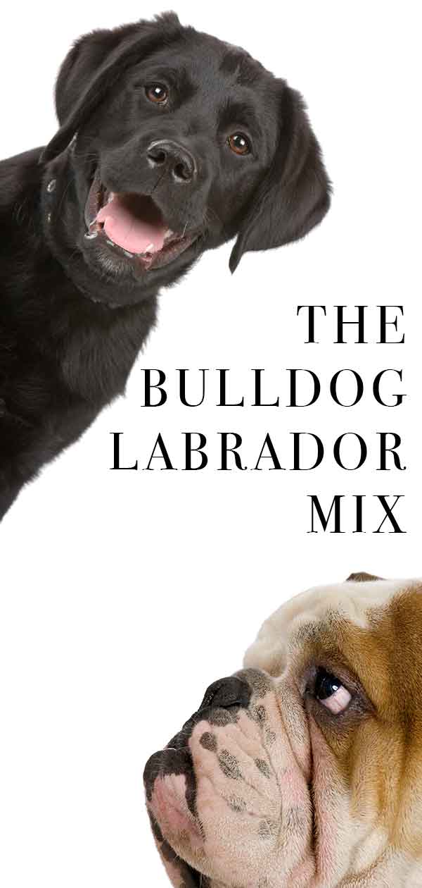Bulldog Lab mix
