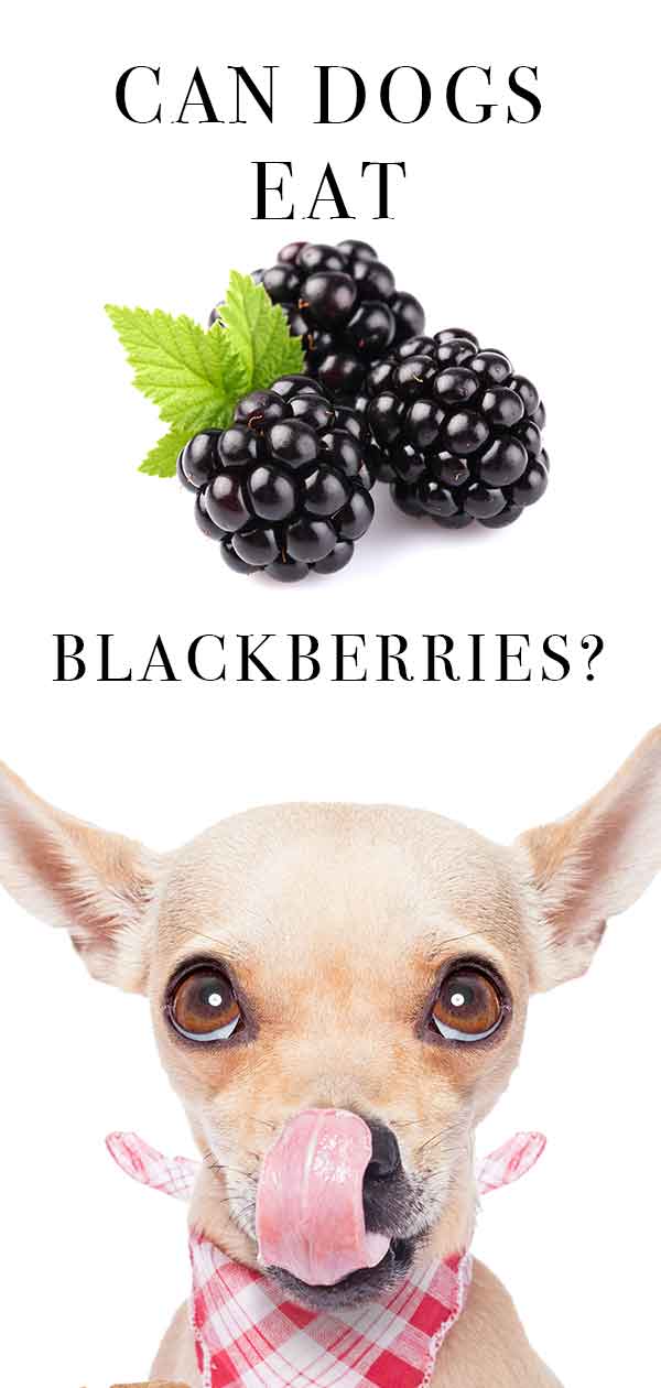 Are Raspberries And Blackberries Good For Dogs at Eloise Centeno blog