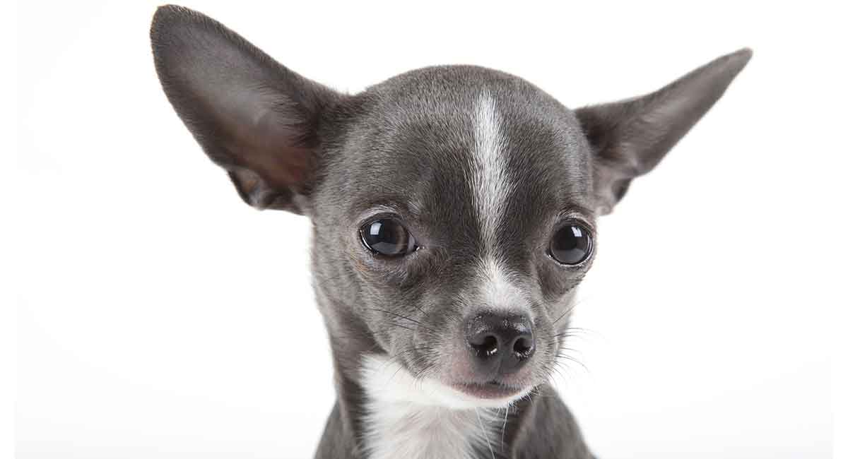 What is the average lifespan of a long haired chihuahua