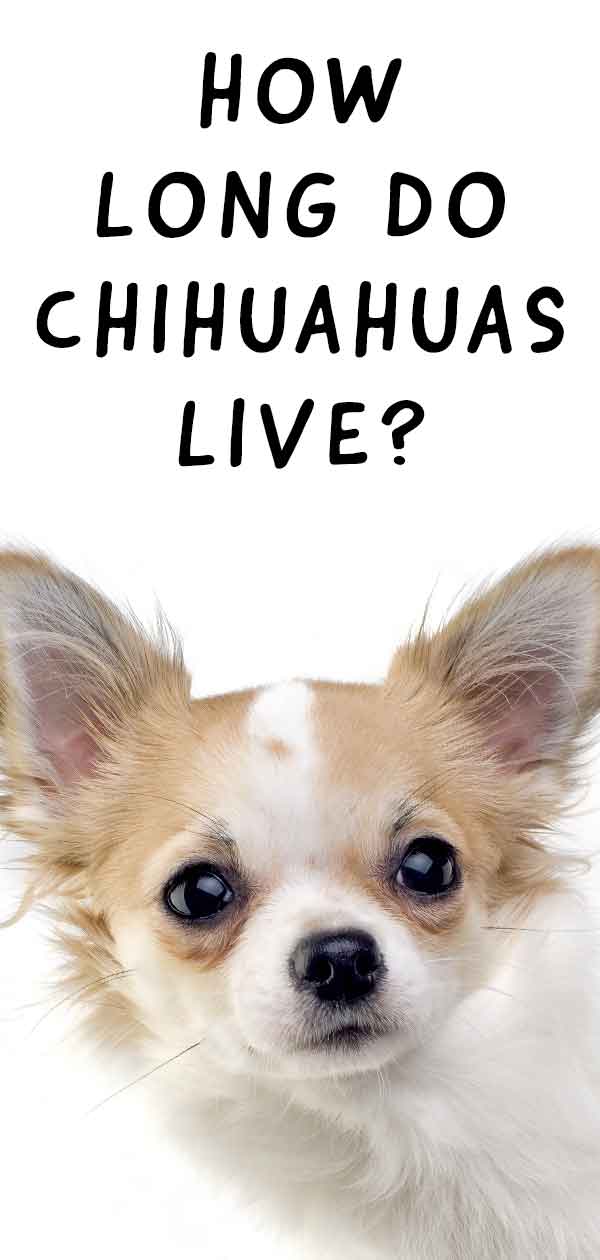 Chihuahua-Lebensspanne