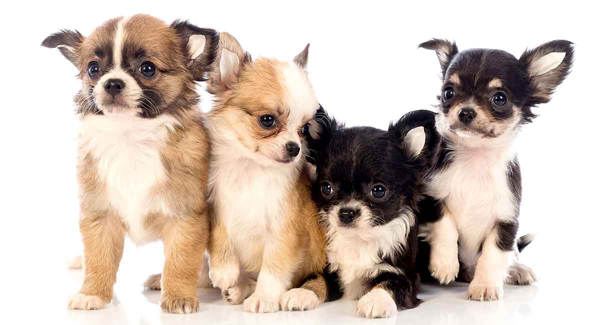 how many chihuahuas are in the world