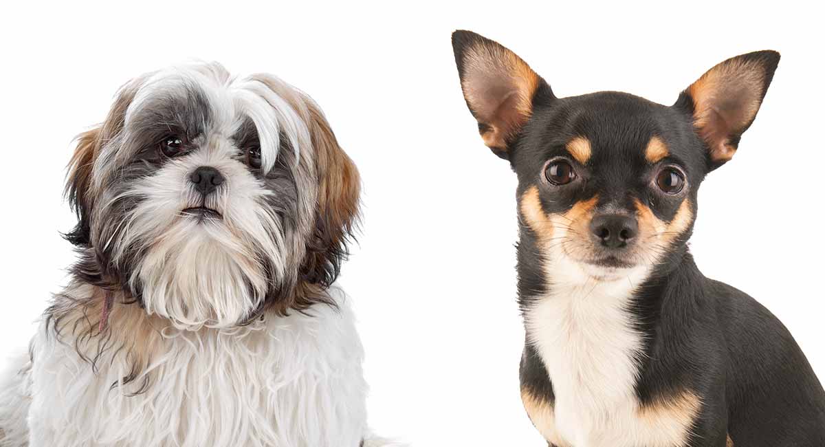 How long do shih tzu and chihuahua mix live