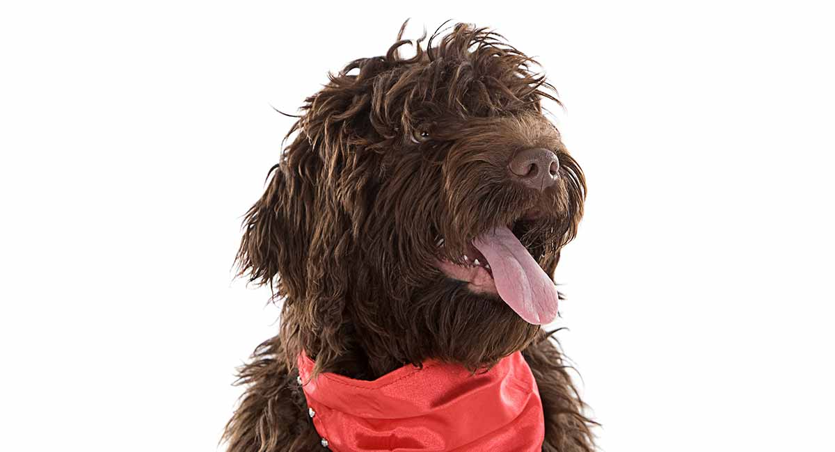 chocolate labradoodle