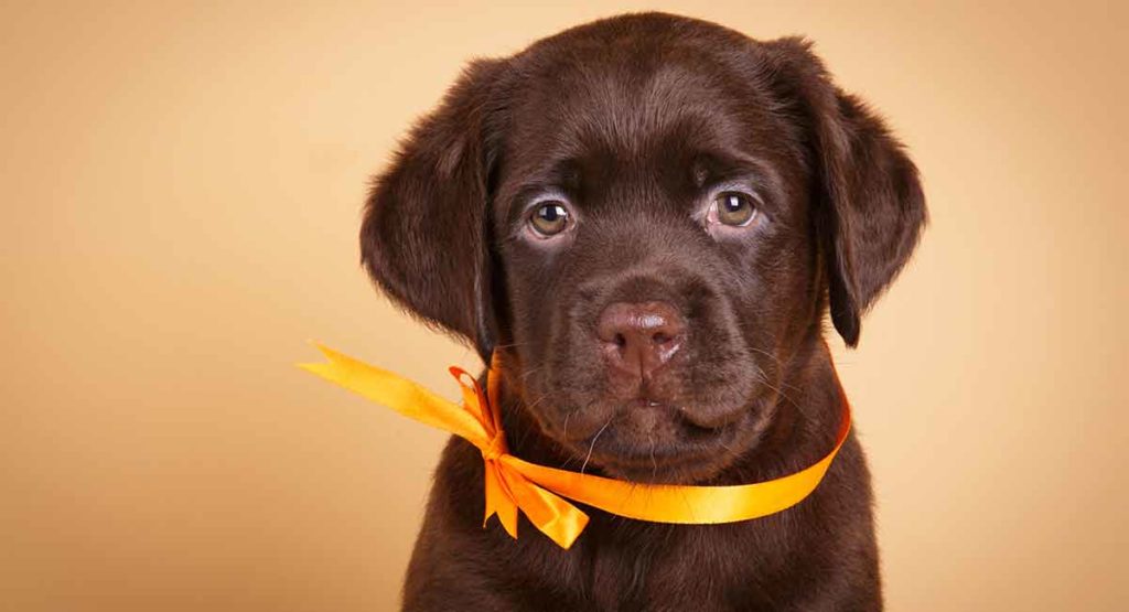 chocolate labrador puppies