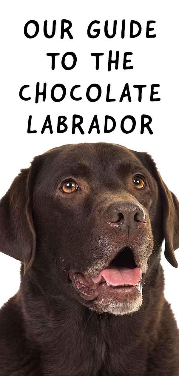 are chocolate labradors the same as labrador retrievers