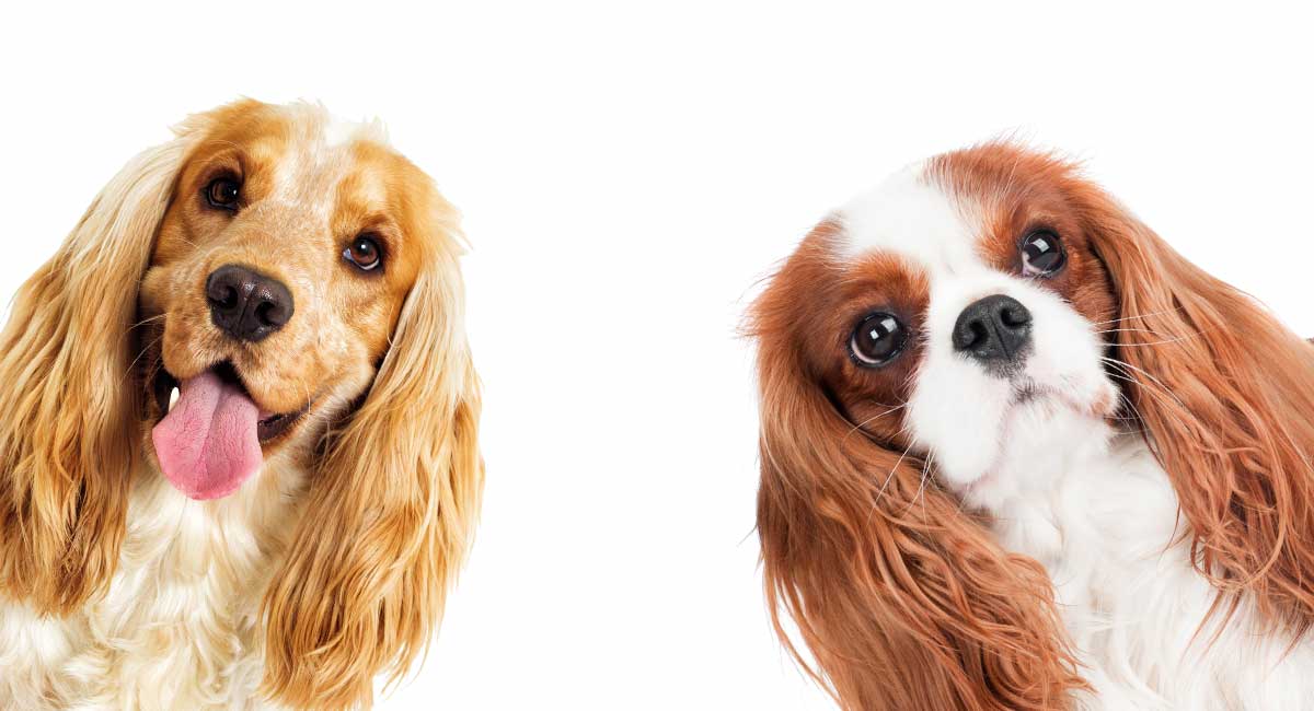 what does a cavalier dog look like