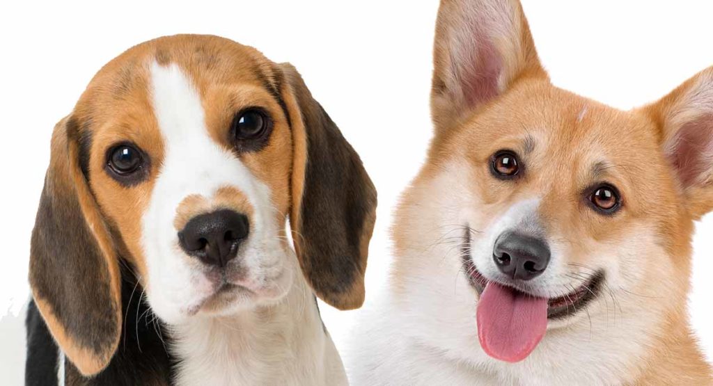 Corgi Beagle - Will Your Beagi Puppy Really Be Like?