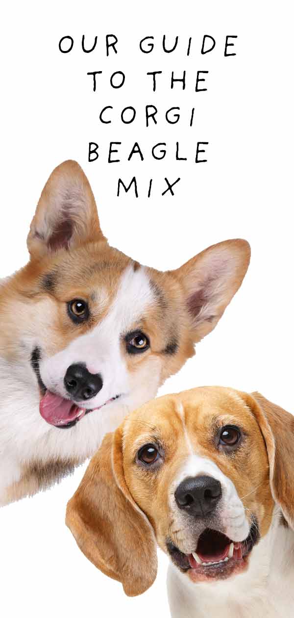 Beagle Mix
