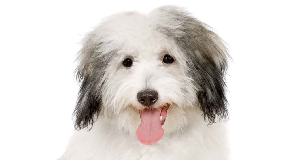 coton de tulear