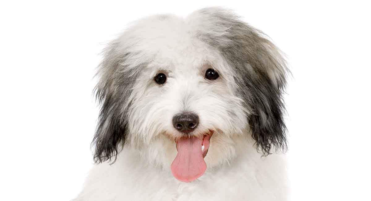 how to deal with coton de tulear