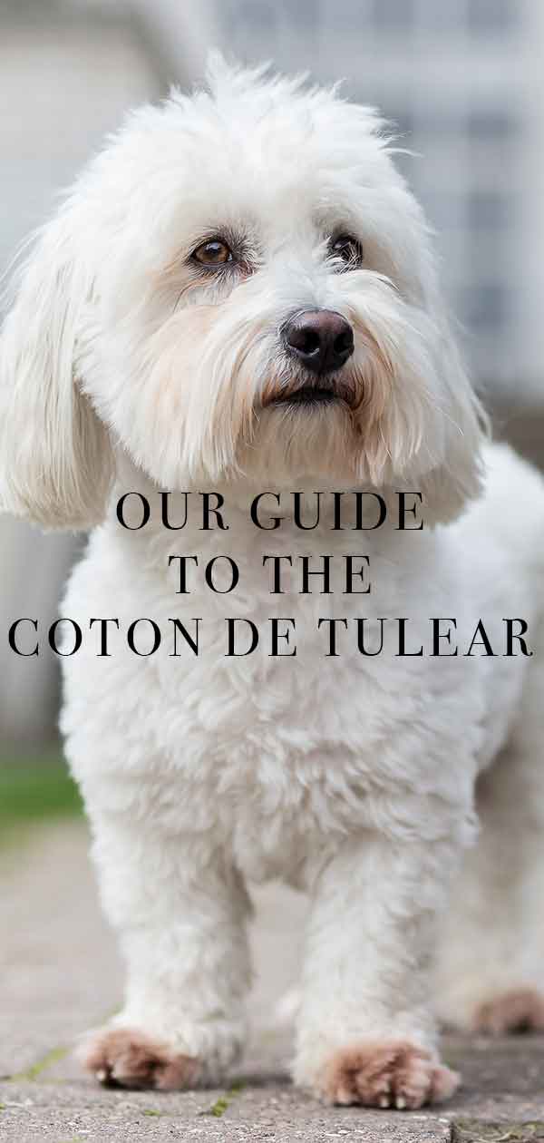 cute coton de tulear puppies