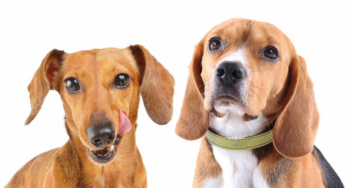 mezclas de perros salchicha - mezcla de beagle y teckel