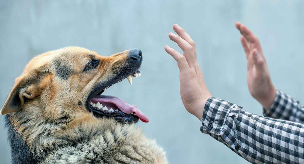 dog bite to dog treatment