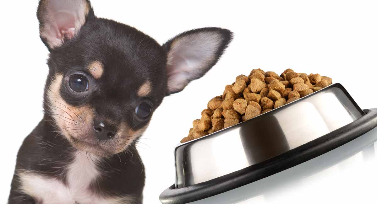 Feeding A Chihuahua Puppy - Schedules 