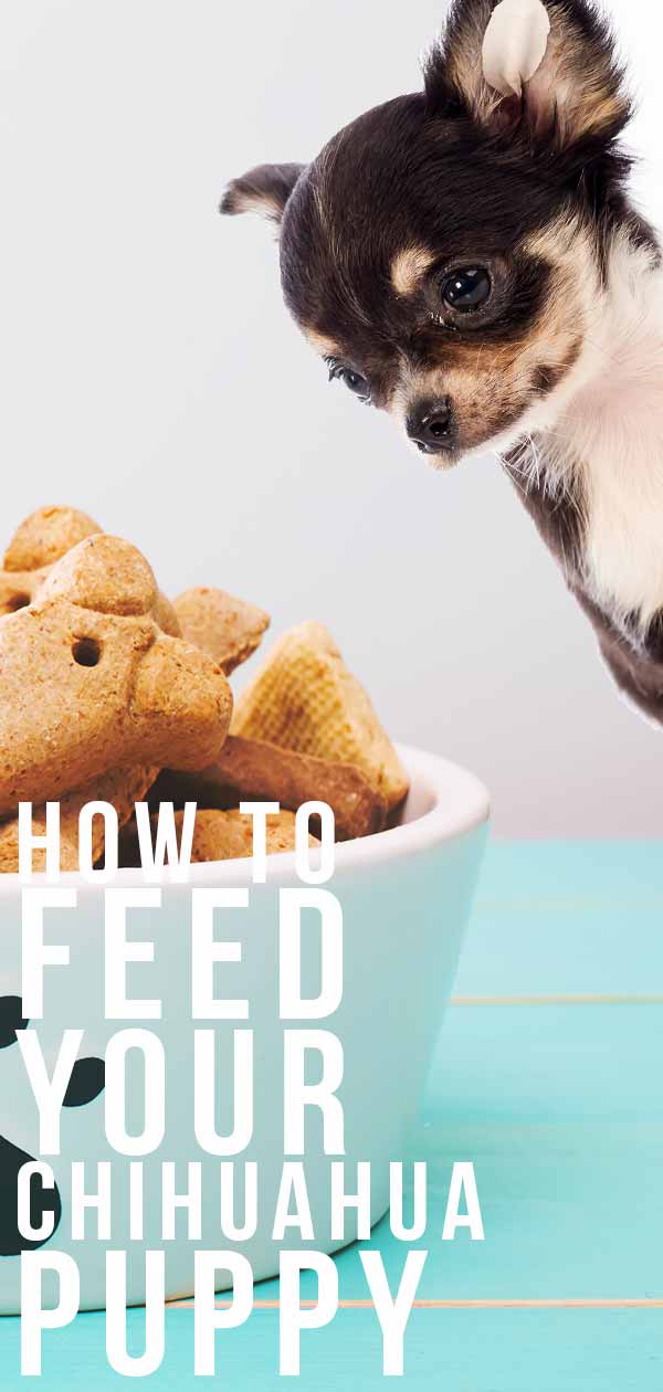 what can chihuahua puppies eat