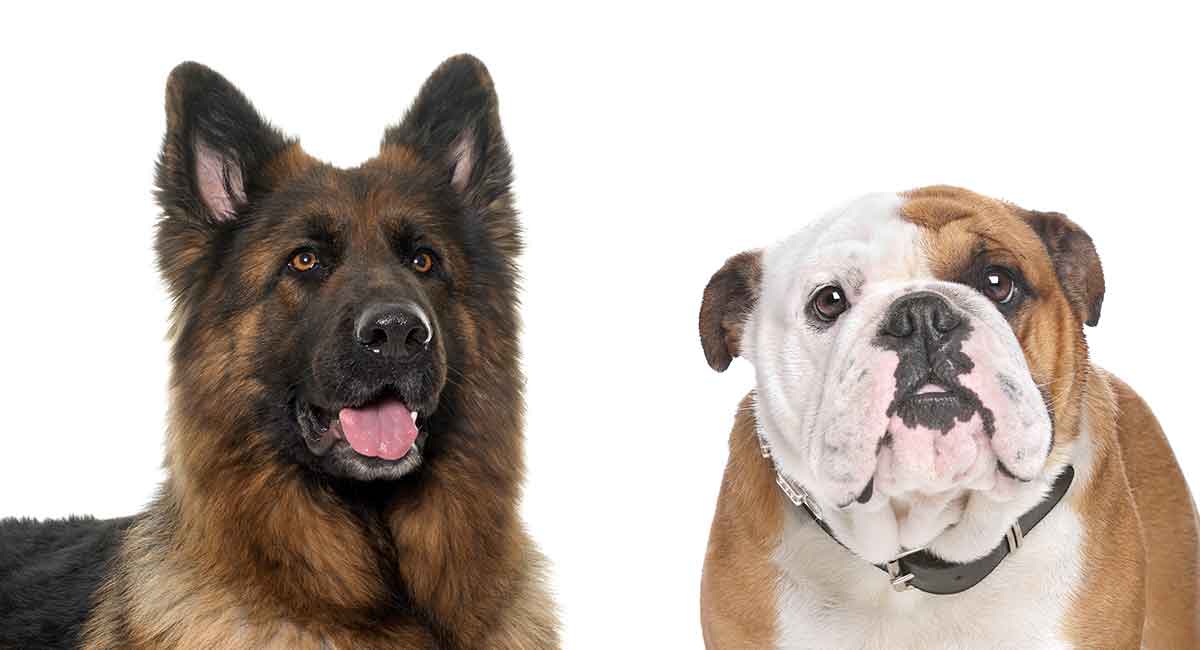 can a american bulldog and a german shepherd dog be friends