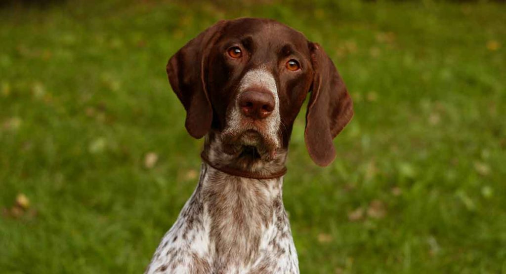 english pointer long hair