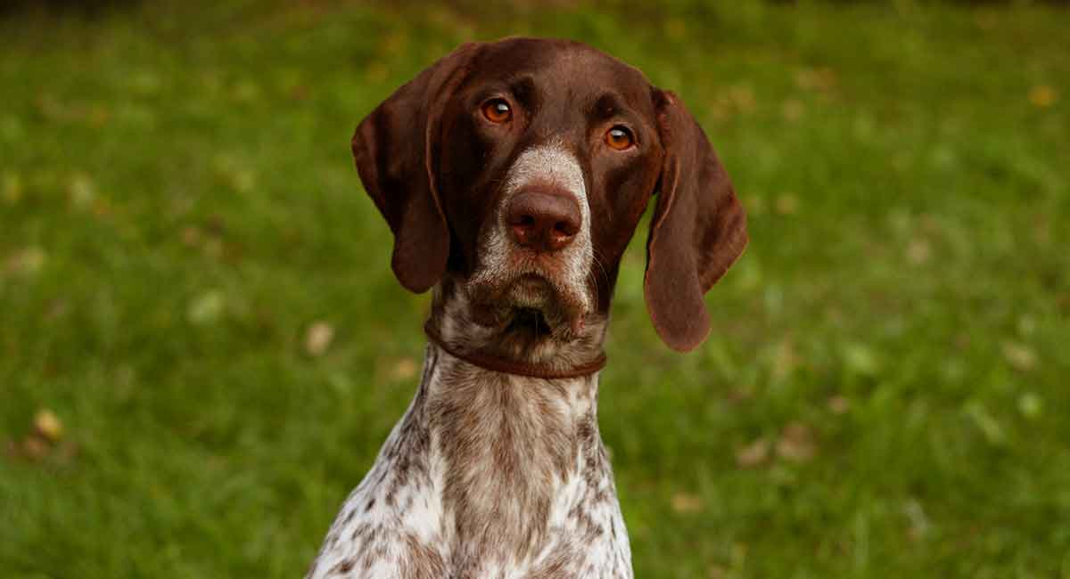 german shorthaired pointer names long