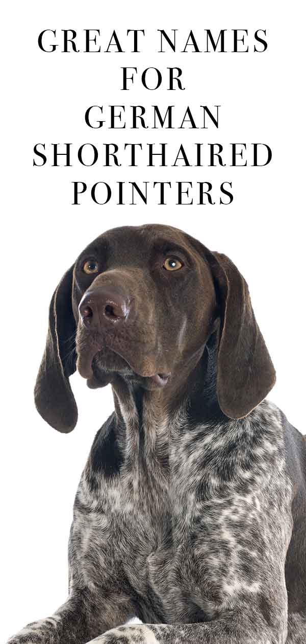 german shorthaired pointer names tall