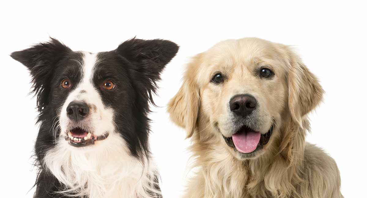 border collie mixed with a golden retriever