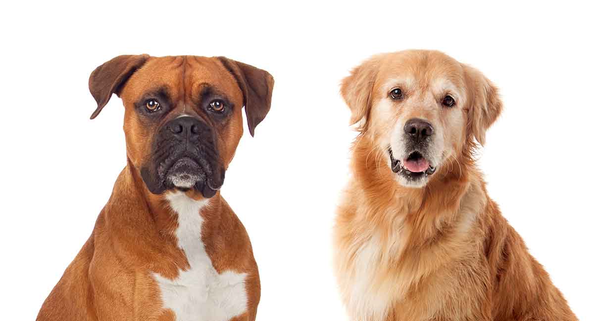 boxer dog cross breeds