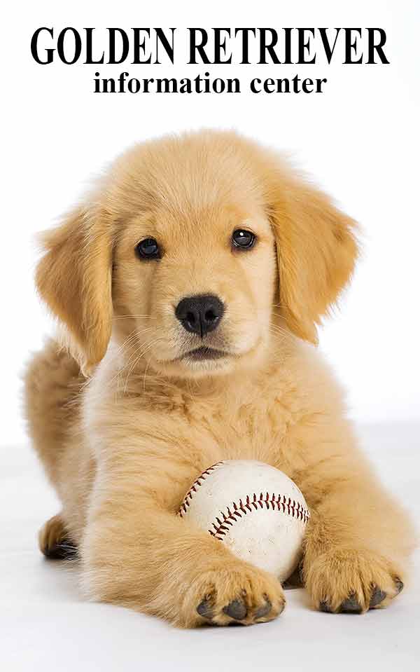 Golden Retriever Dog Breed Information The Happy Puppy Site