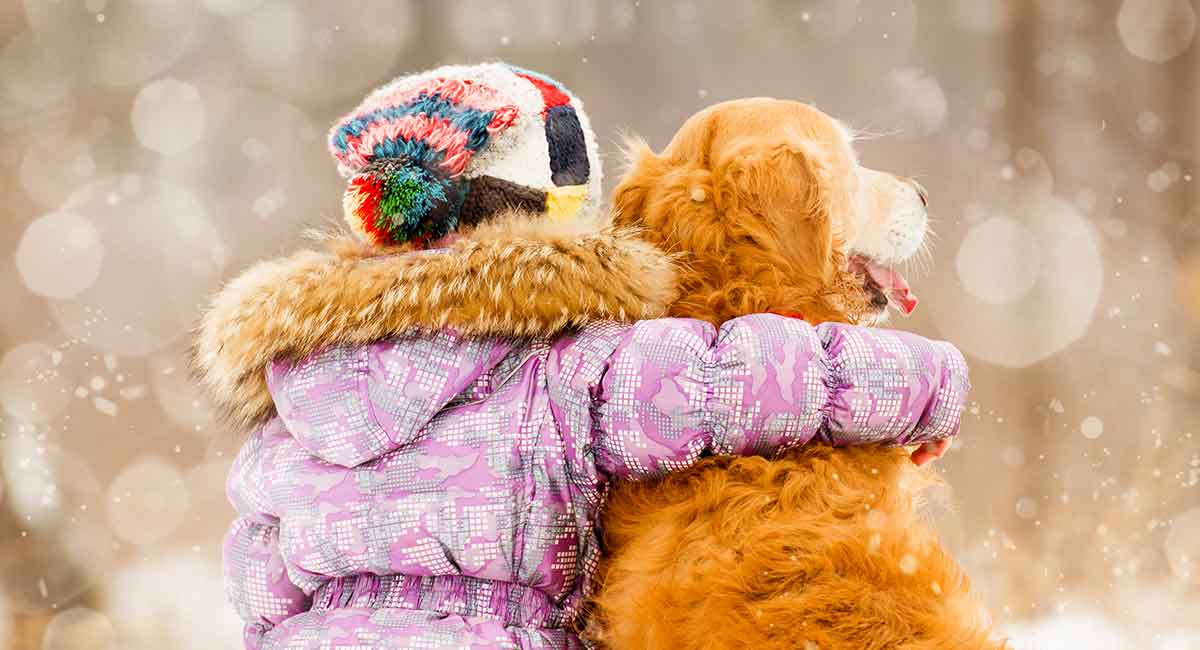 Golden Retriever Temperament Are They As Lovely As Everyone Says