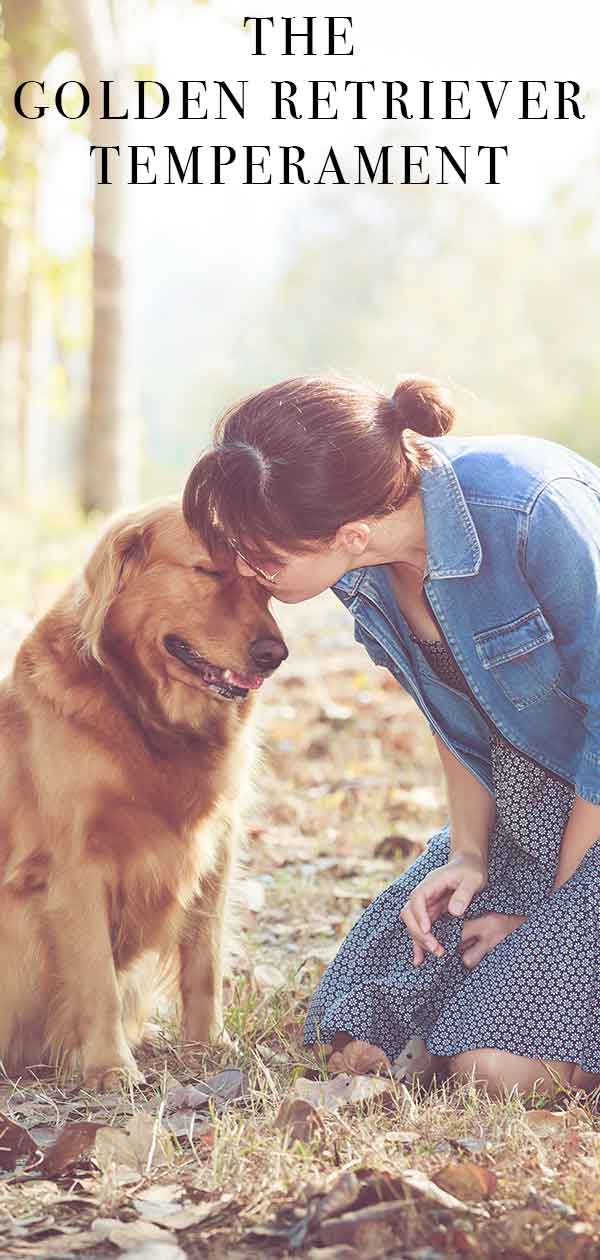 Golden Retriever Temperament Are They As Lovely As Everyone Says