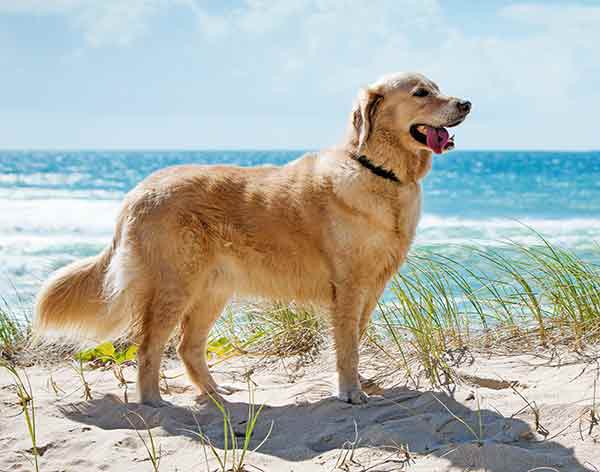 golden retrievers love water