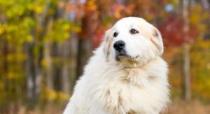 Great Pyrenees are great big dogs!