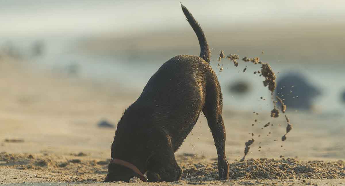 how do you fix dug holes in a dog