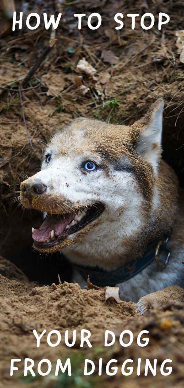 how to stop a dog from digging