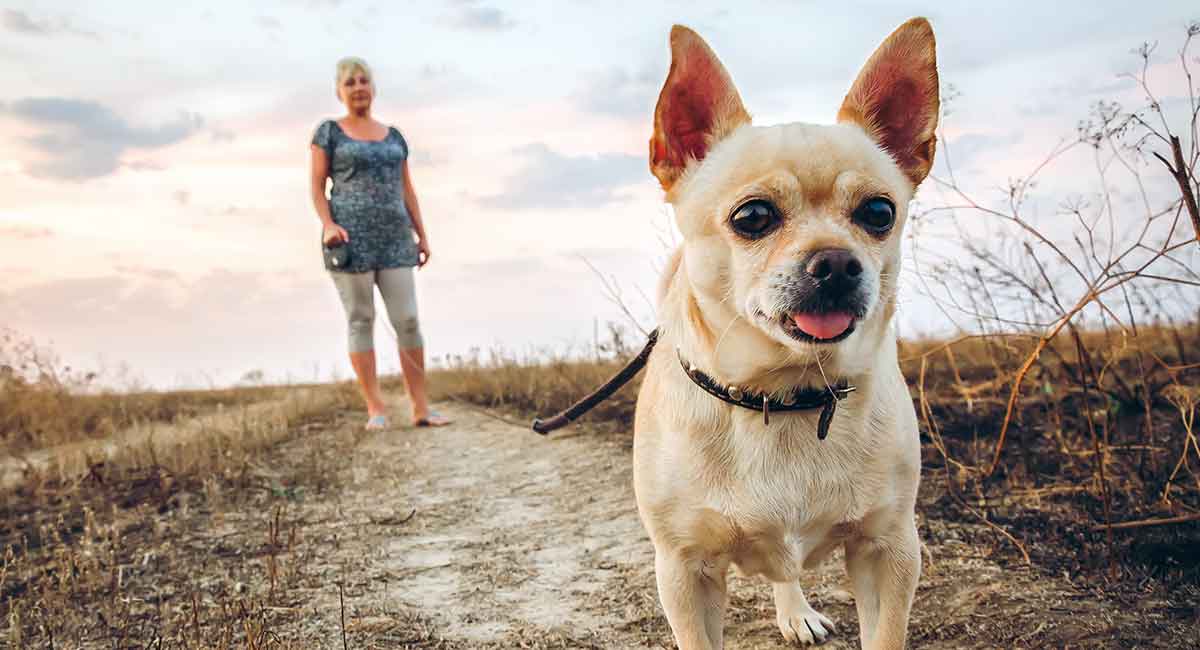 are chihuahuas dogs easy to train