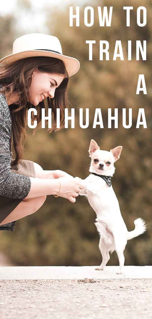 are chihuahuas dogs easy to train