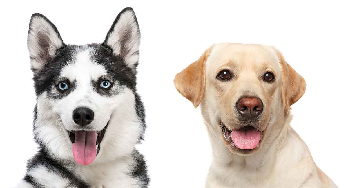 Husky Lab Mix Breed Information Center A Guide To The Labsky Dog