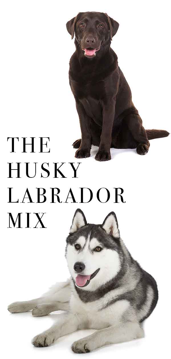 are lab husky mixes good hunting dogs