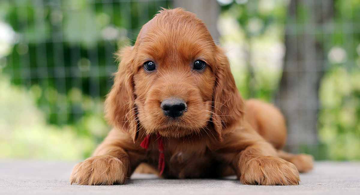 irish red setter puppies