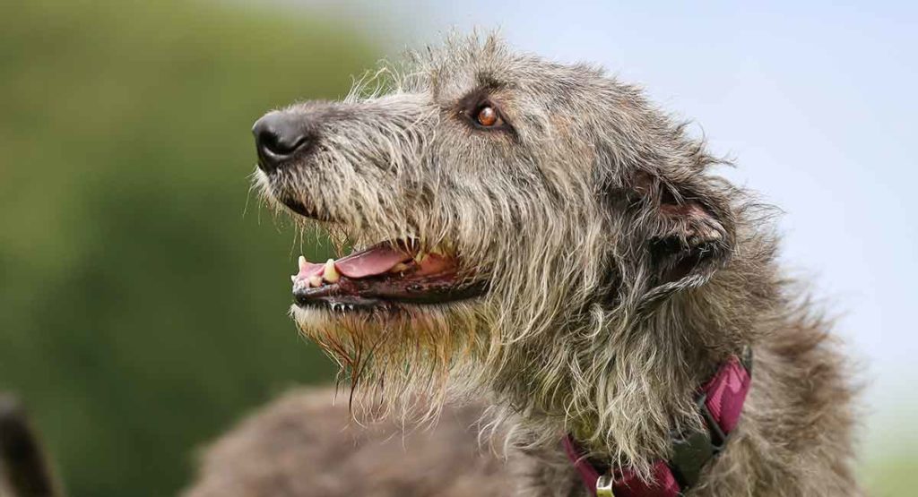 Large wirehaired clearance dog