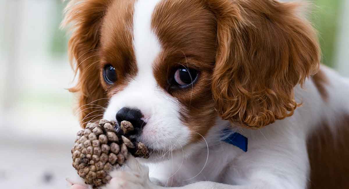 teacup cavalier king charles spaniel