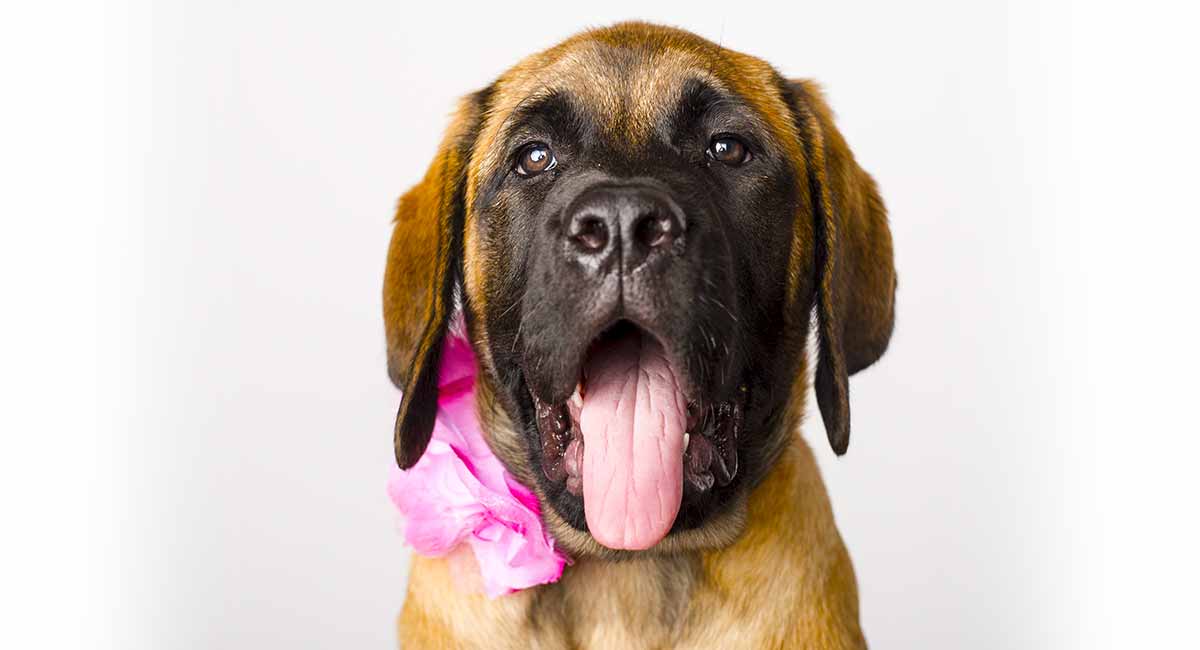 what is the english mastiff bred for