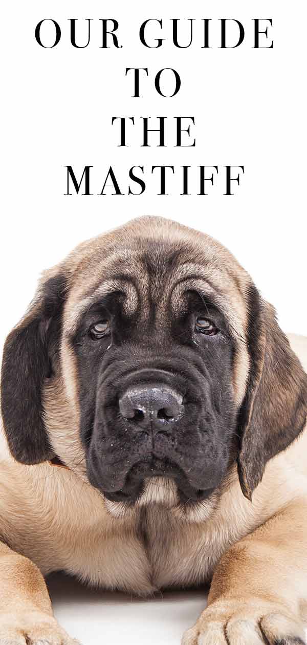 how much do english mastiffs shed