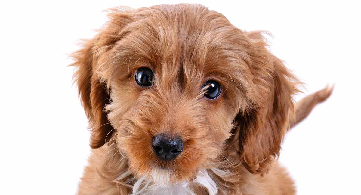 cocker spaniel poodle mix