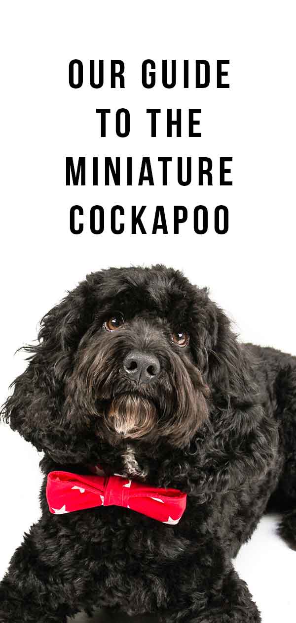 Cockapoo miniatura