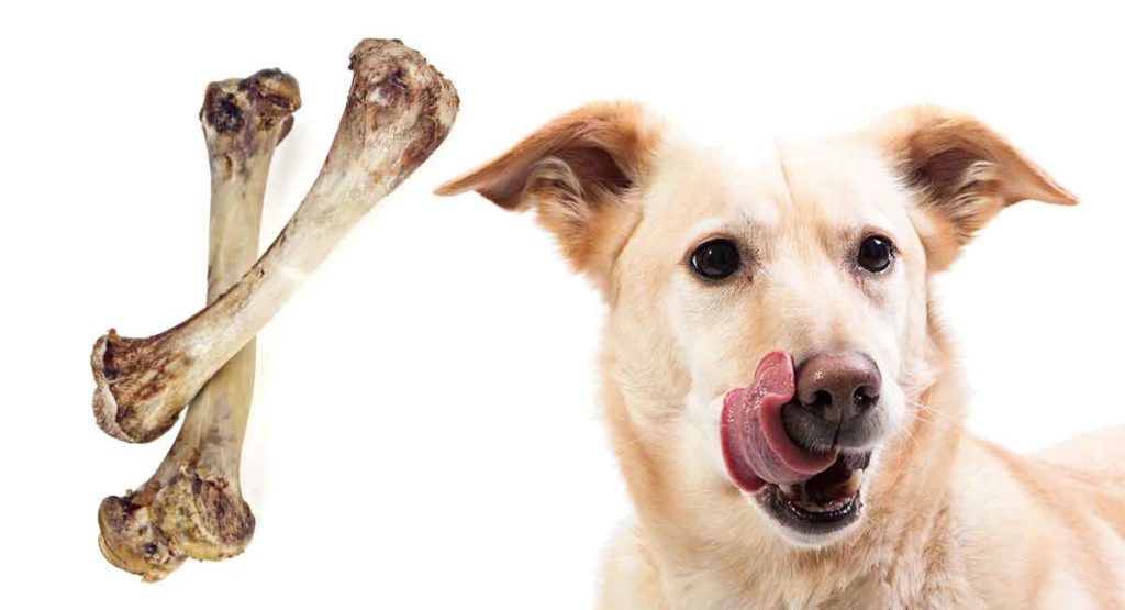 my-dog-ate-chicken-bones-a-veterinarian-s-guide