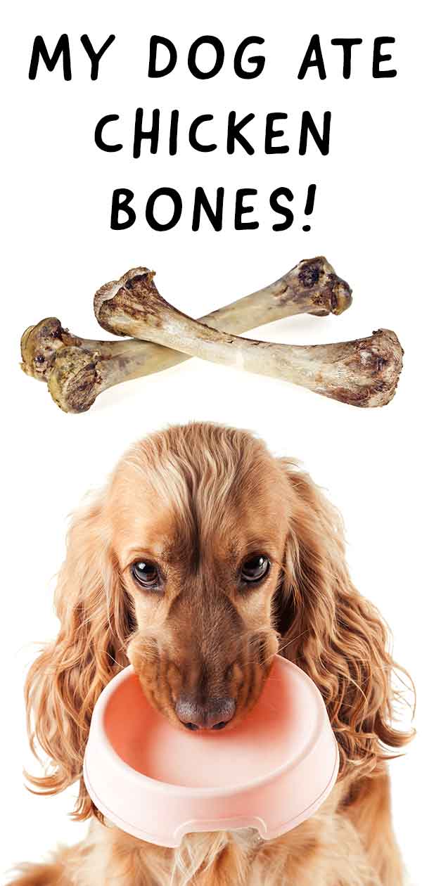 Dog ate chicken shop bones throwing up