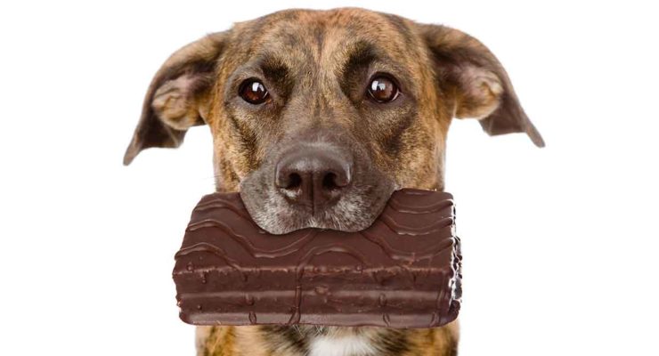 my dog ate 6 chocolate chips