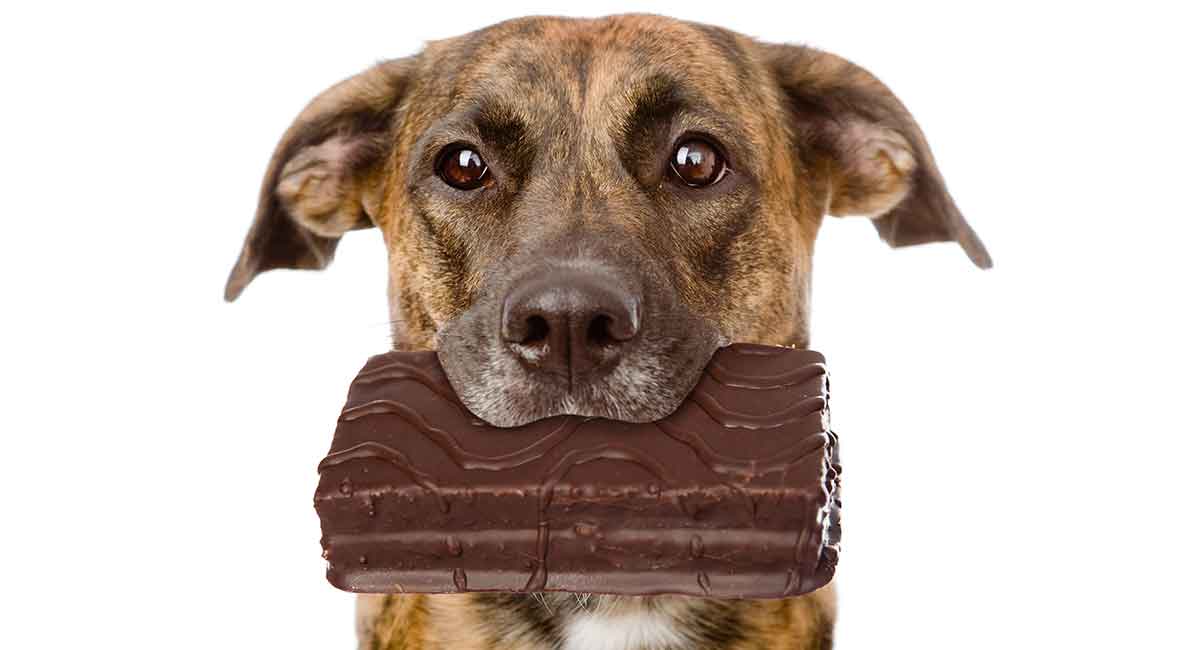 My dog ate chocolate!