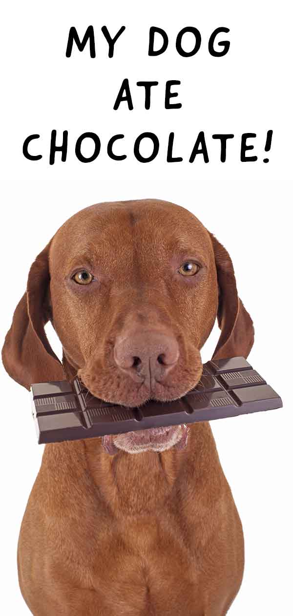 what should i watch if my dog ate chocolate