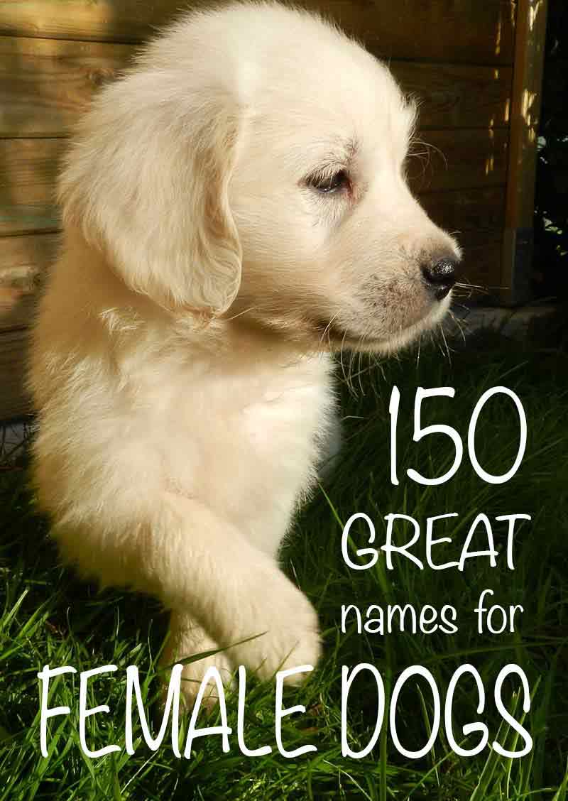 Cool Girl Names For Dogs