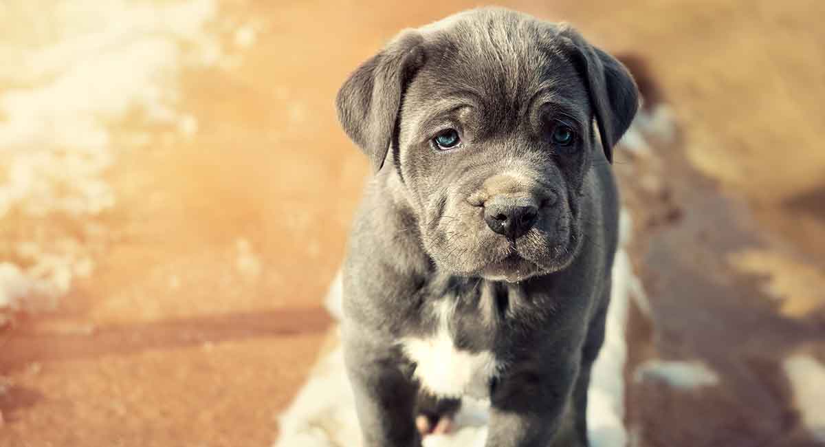 napoleon mastiff